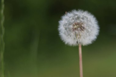 Yeşil bulanık arkaplanda güzel beyaz bir karahindiba makrosu.