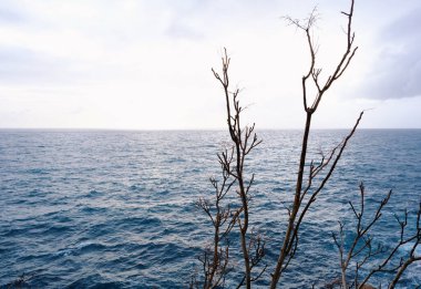 Hırvatistan 'da sakin ve güneşli bir günde, ağaç dalları arasından mavi bir okyanusun manzarası