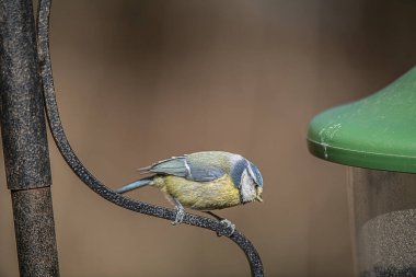 A closeup of an adorable great tit perching on a metal pole by the bird feeder