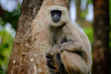Nepal 'deki Chitwan Ulusal Parkı' nda ağaçtaki gri langur maymunu.