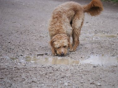 Bulanık su birikintisinden su içen bir İtalyan su köpeğinin yakın çekimi.