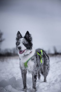 Soğuk bir kış gününde dışarıda oynayan sevimli bir Avustralyalı çobanın dikey çekimi.