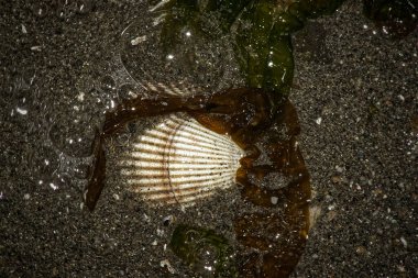 Kumsalda kumlara sıkışmış bir deniz kabuğunun en üst görüntüsü.