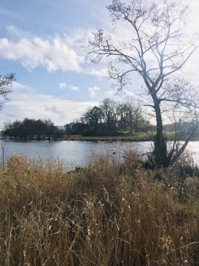 Güneşli bir günde ağaç ve bitkilerle dolu bir göl bölgesinin dikey görüntüsü.