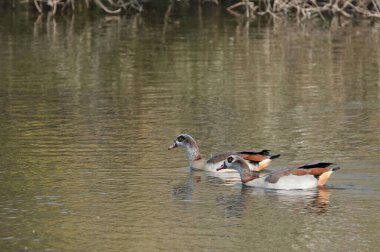 Göl suyunda yüzen Mısırlı kazların sığ bir odağı