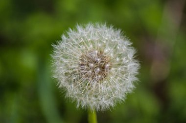 Bir karahindiba çiçeğinin yüzeysel odak noktası.