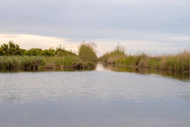 Vahşi doğada sakin bir göl.