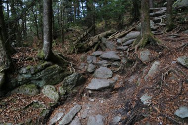 Ormanda büyüyen güzel bir ağacın alçak açılı görüntüsü.