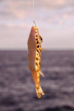 Bir Deniz Balığı Mavi Atlantik Okyanusu 'nun üzerinde