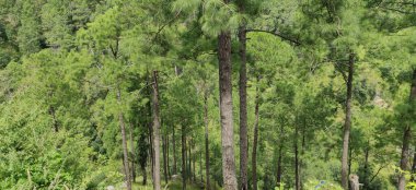 Arka planda güzel ağaçlar yüksek dağlarda.