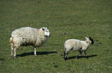 Almanya 'nın kuzeyinde Schleswig-Holstein eyâletinde bir koyun sürüsü