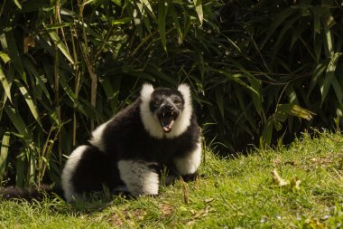 Lemur İtalya 'da bir zooloji parkında