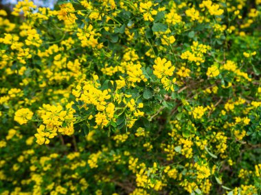 Doğada yeşil yapraklarla çevrili altın Compacta çiçekleri