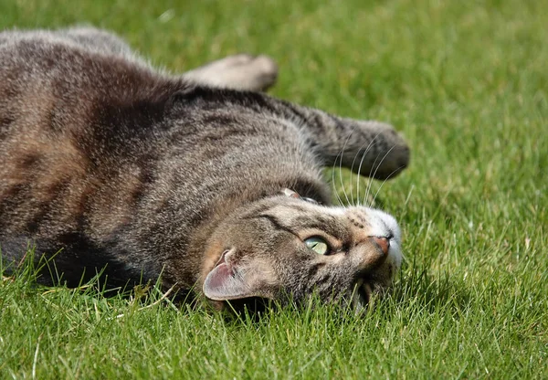 Detailní Záběr Šedé Tabby Kočky Relaxující Zelené Trávě — Stock fotografie