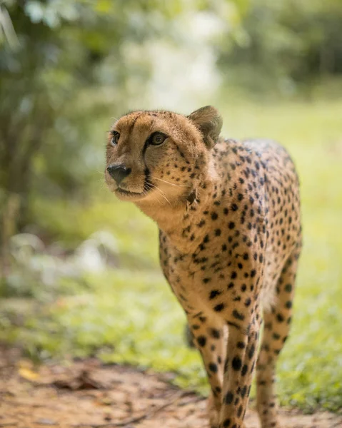 Een Closeup Van Een Cheeta Lopend Een Woud — Stockfoto