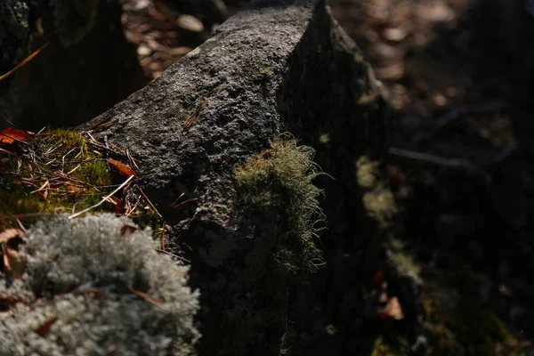 Zbliżenie Starego Kamienia Lesie — Zdjęcie stockowe