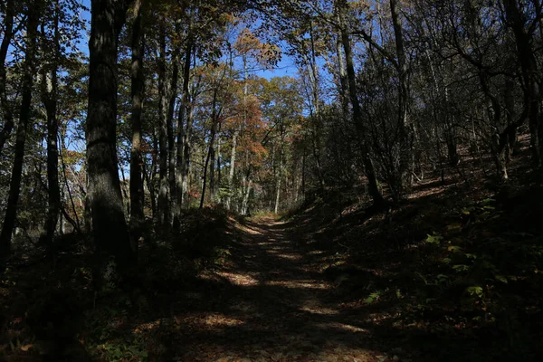 Hermoso Tiro Desde Bosque —  Fotos de Stock