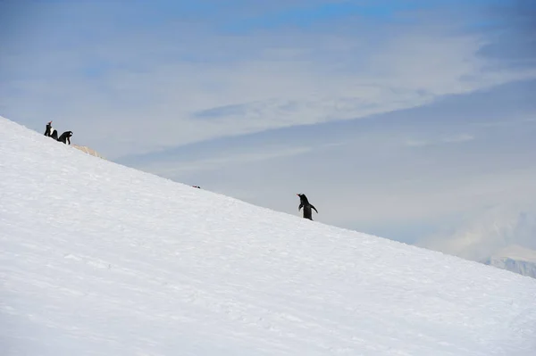 Beautiful Shot Gentoo Penguin Walking Uphill Snow Trying Join Its — Stock Photo, Image