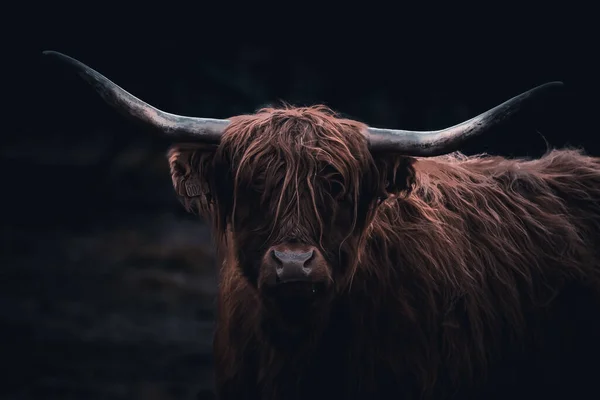 Ganado Las Tierras Altas Pasto — Foto de Stock