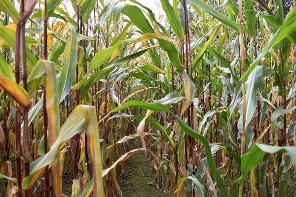 A closeup shot of corn leaves field plants against a blue sky on a sunny day