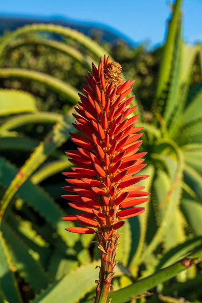 Una Toma Vertical Aloe —  Fotos de Stock