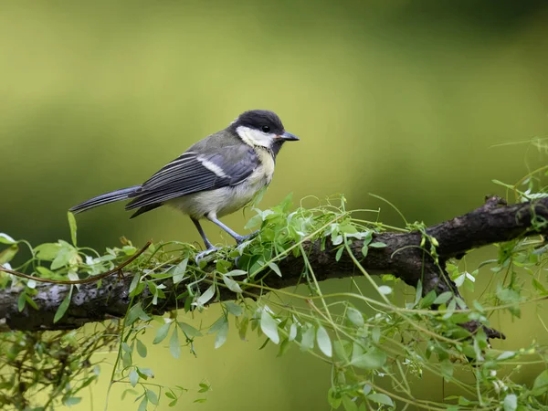 Close Portrait Forest Bird Great Tit Branch Sunny Day — Stockfoto