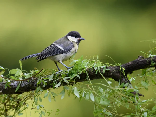 Close Portrait Forest Bird Great Tit Branch Sunny Day — 图库照片