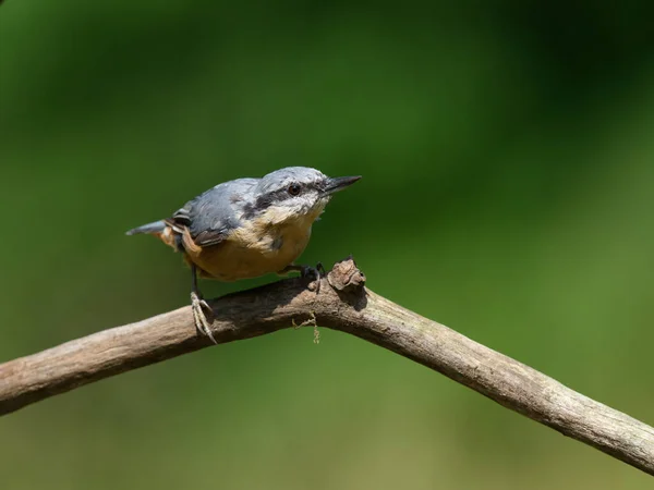 Selective Focus Shot Common Nuthatch Bird Dry Branch — Stock Photo, Image