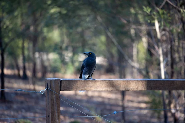 Ένα Μαύρο Πουλί Currawong Σκαρφαλωμένο Στον Ξύλινο Πόλο Στο Φόντο — Φωτογραφία Αρχείου