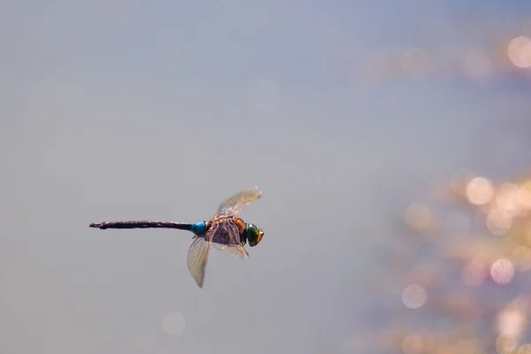 Dragonfly National Nature Reserve Petite Camargue France — Stock Photo, Image