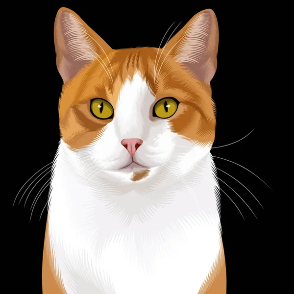 Ilustrace Zázvorové Kočky Černém Pozadí — Stock fotografie