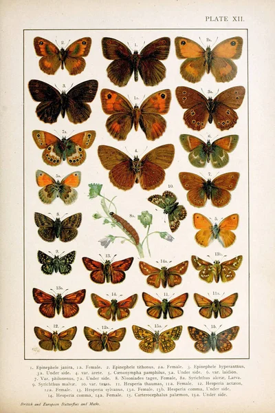 Den Vertikala Talet Vintage Illustration Samlarobjekt Fjärilar Vit Bakgrund — Stockfoto