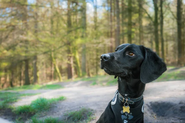 Portrait Smooth Coat Black Labradoodle Puppy Cross Labrador Dog Poodle — Stock Photo, Image