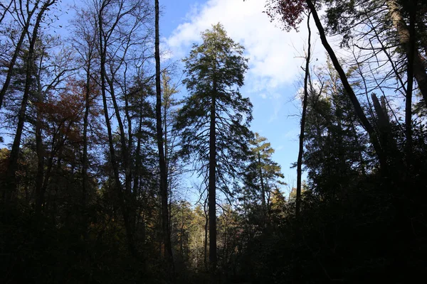 Krásný Nízký Úhel Záběru Lesní Krajiny Stromy Stínu Jasnou Oblohou — Stock fotografie