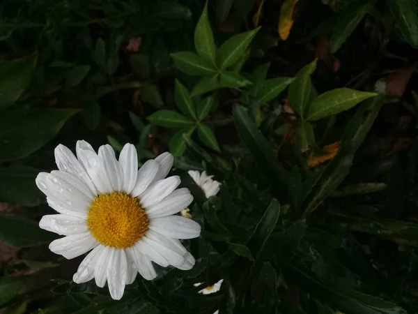 Gros Plan Belle Camomille Avec Des Gouttelettes Eau Dessus — Photo