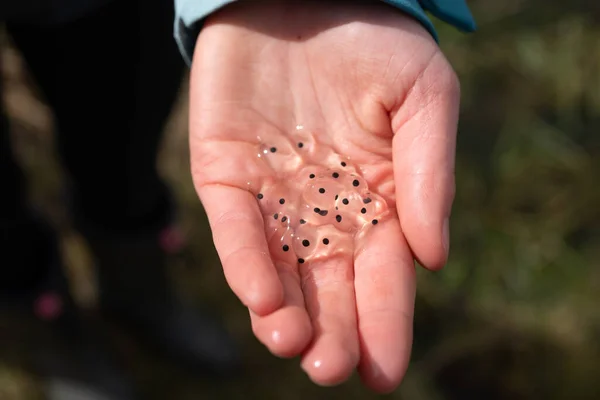 Frog Spawn Held Hand Natural Pond — Stock Photo, Image