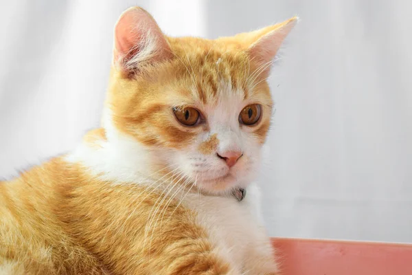 金属製の襟付きの愛らしいジャワ猫 — ストック写真
