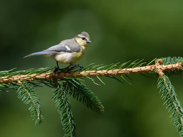 Selective Focus Shot Blue Tit Bird Sitting Fir Branch Blurred — 图库照片