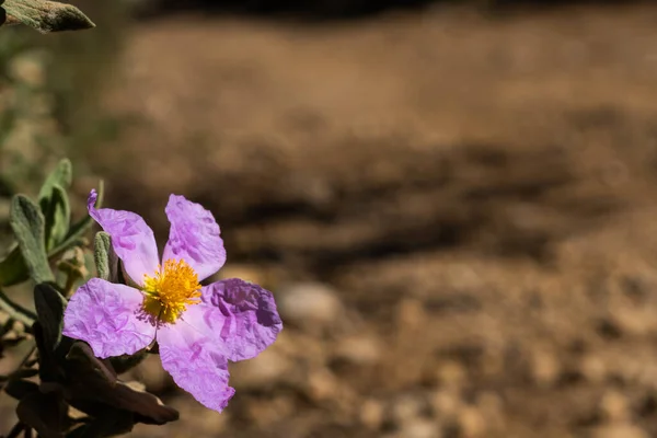 Close Rockrose Cistus Albanicus Flower Out Focus Dirt Road Background — Stockfoto