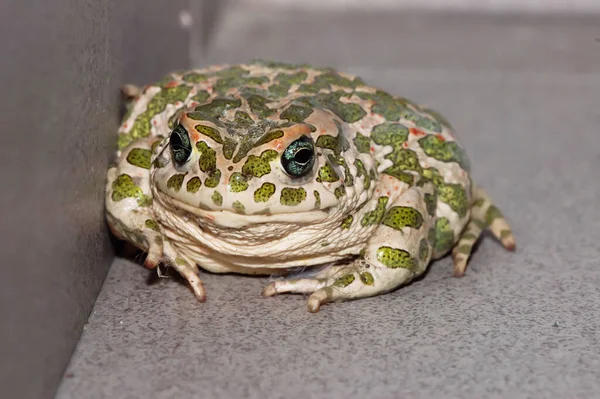 Velká Ošklivá Žába Společné Evropské Ropucha Bufo — Stock fotografie