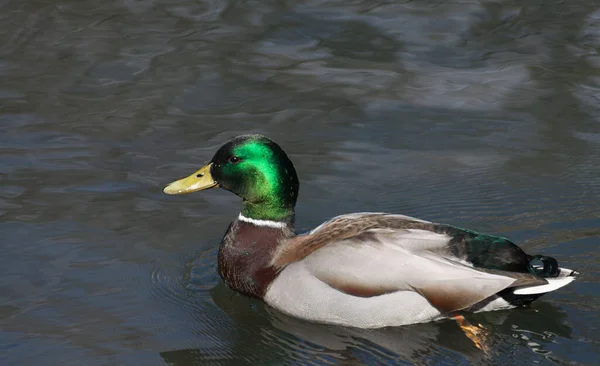 Hermoso Pato Verde Nadando Estanque Vista Primavera Colorida Vida Silvestre — Foto de Stock