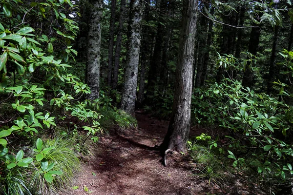 Narrow Pathway Wild Deciduous Wood — Stock Photo, Image