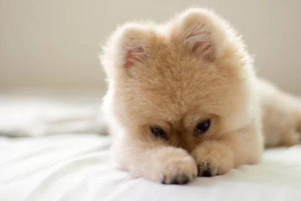 かわいいポメラニアの子犬がベッドの上に横たわっています — ストック写真