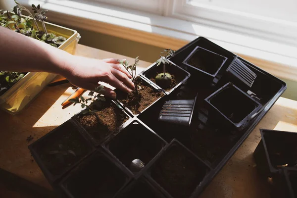 Potting Tomato Seedlings Indoors Prepare Spring Planting — Stock Photo, Image