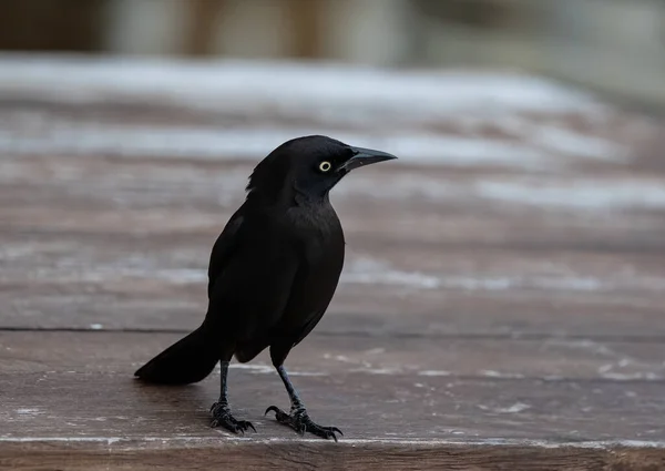 Eine Nahaufnahme Eines Grackigen Karibischen Vogels Der Auf Einem Holztisch — Stockfoto