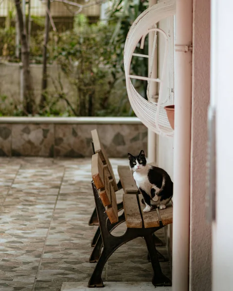 Gato Curioso Banco Madeira Contra Edifício — Fotografia de Stock