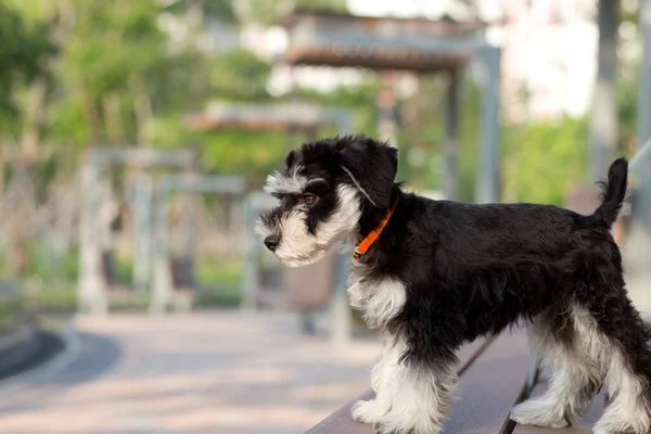 Retrato Filhote Cachorro Bonito Schnauzer Andando Livre — Fotografia de Stock