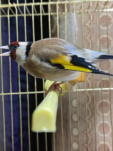 Single Goldfinch Vogel Een Kleine Kooi Binnen — Stockfoto