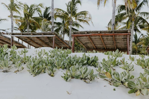 Arka Planda Hindistan Cevizi Palmiyesi Olan Tropik Bir Sahilde Yetişen — Stok fotoğraf