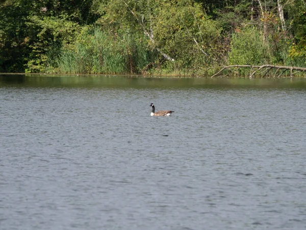 Eine Schöne Aufnahme Einer Einzigen Ente Die See Hintergrund Von — Stockfoto